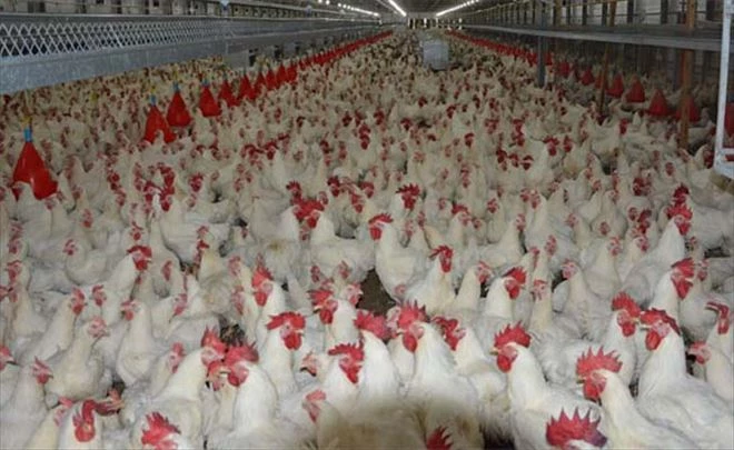 Tavuk eti üretimi  arttı 