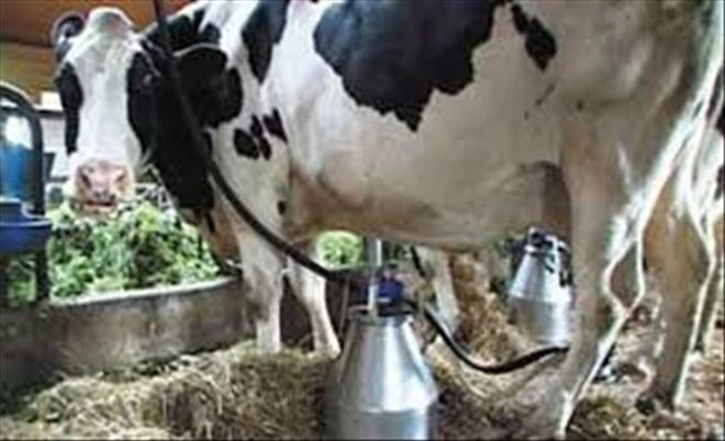 727 bin 917 ton inek sütü toplandı