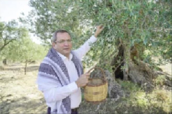 Ayvalık´ta 4 asırlık anıt ağaçlardan yılın ilk zeytinyağı üretildi