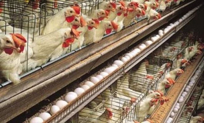 TÜİK, tavuk et ve yumurta üretim miktarını açıkladı 