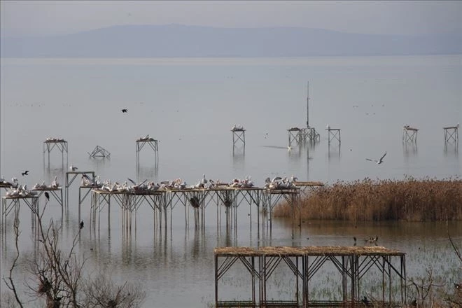 Manyas Gölü iklim değişikliğine direniyor 