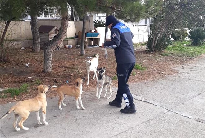 Erdek´te sokak hayvanlarını belediye ekipleri besledi 