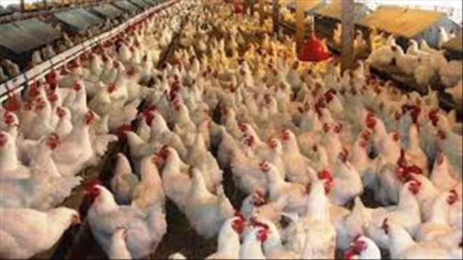 Tavuk eti üretimi Şubat´ta arttı