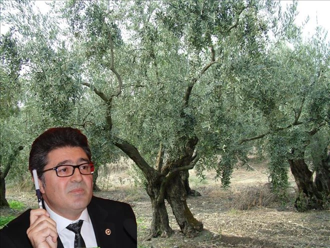 CHP Balıkesir Milletvekili Ensar Aytekin: ?Zeytin Cüzzamı´na dikkat!?