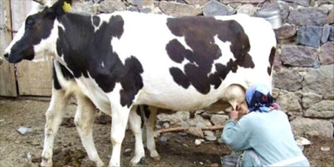 792 bin 223 ton inek sütü toplandı