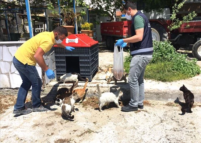 Marmara Belediyesi sokak hayvanlarını aç bırakmıyor