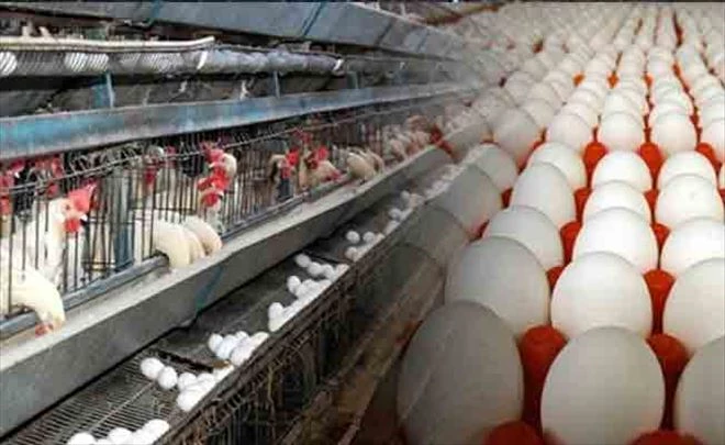 Mart ayı tavuk eti ve yumurta üretimi belli oldu