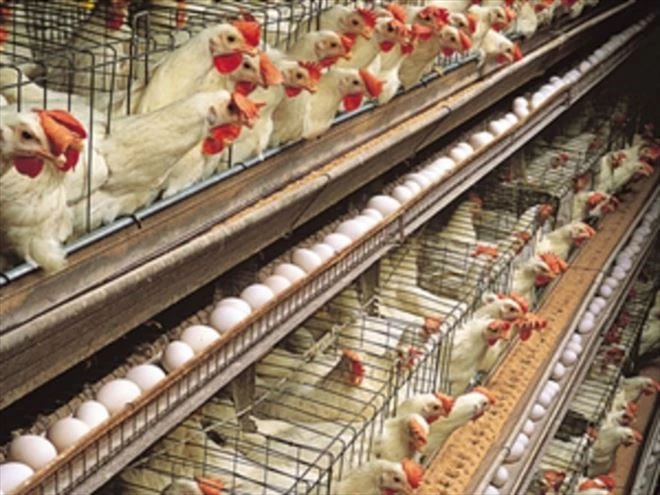 Tavuk eti ve yumurtası üretimi arttı 