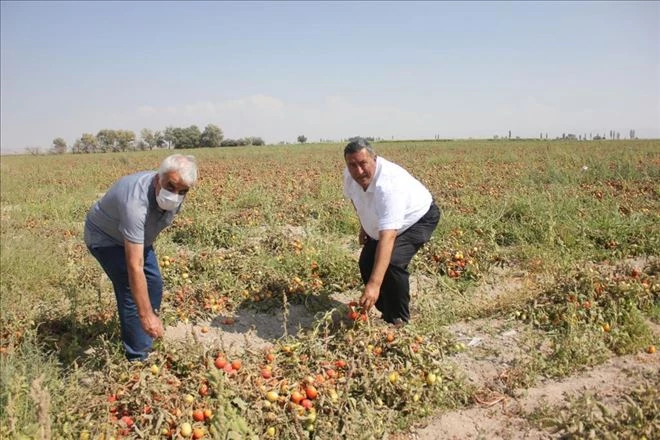 CHP Milletvekili Gürer Kış geliyor domates tarlada alıcı bekliyor 