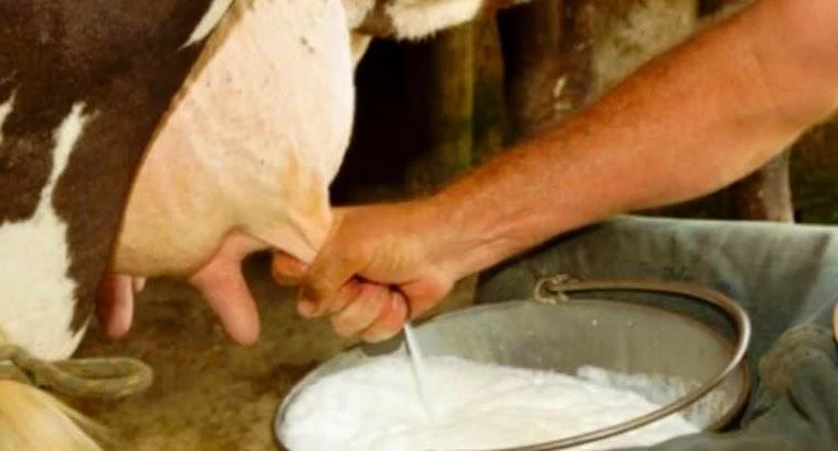 Ağustos ayında 823 bin 463 ton inek sütü toplandı