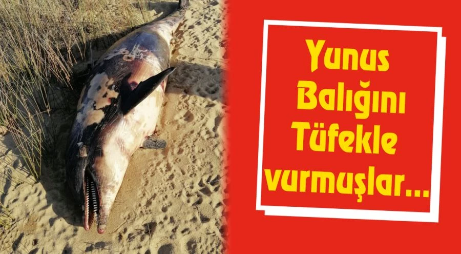 Erdek-Düzler sahilinde tüfekle öldürülmüş yunus balığı bulundu 