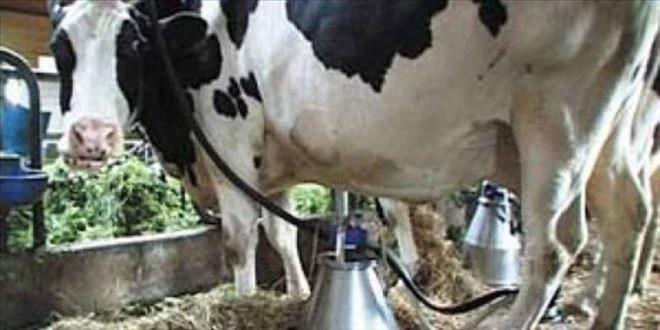 780 bin 524 ton inek sütü toplandı