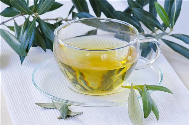 Zeytin yaprağı çayı vücudun savunmasını güçlendiriyor