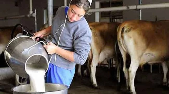 838 bin 716 ton inek sütü toplandı