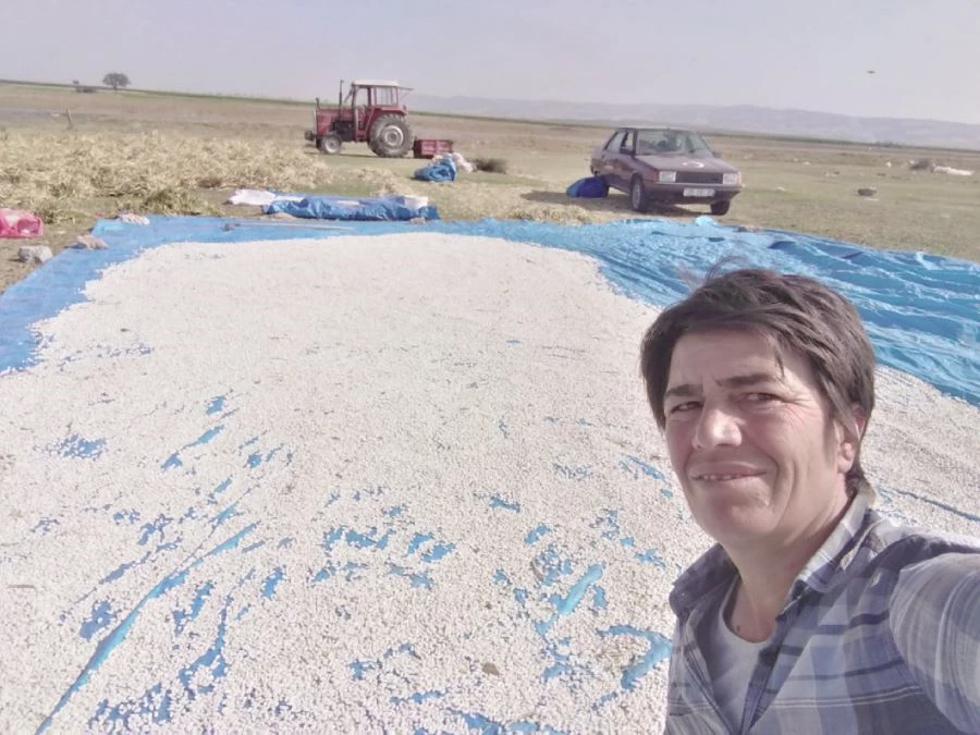 Manyas’ta Kazak fasulye hasadı başladı