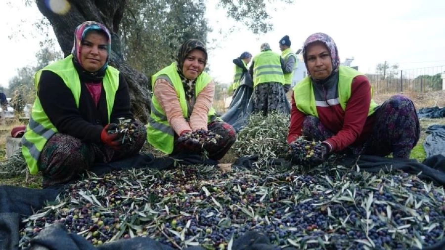Edremit Belediyesi’ne ait bahçelerde zeytin hasadına devam ediliyor