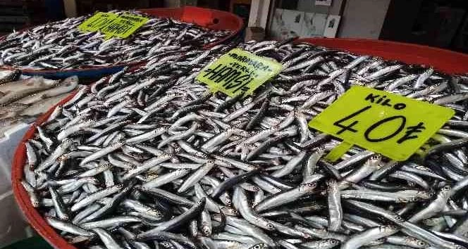 Balık bolluğu yaşanıyor fiyatlar düşüyor 