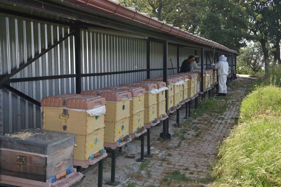 Büyükşehir bu yıl 9 bin ana arının dağıtımını hedefliyor 