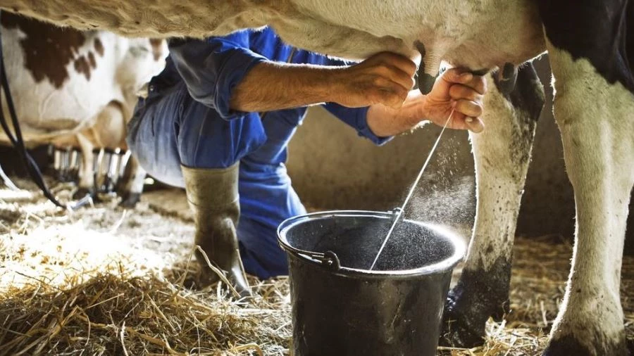 Süt işletmelerince 851 bin 309 ton inek sütü toplandı