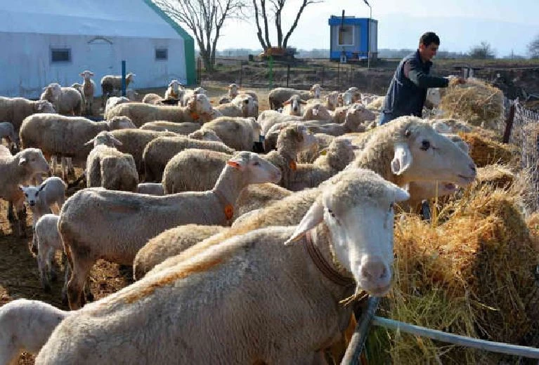 Sındırgı’da damızlık koyun üretim tesisi kuruldu 