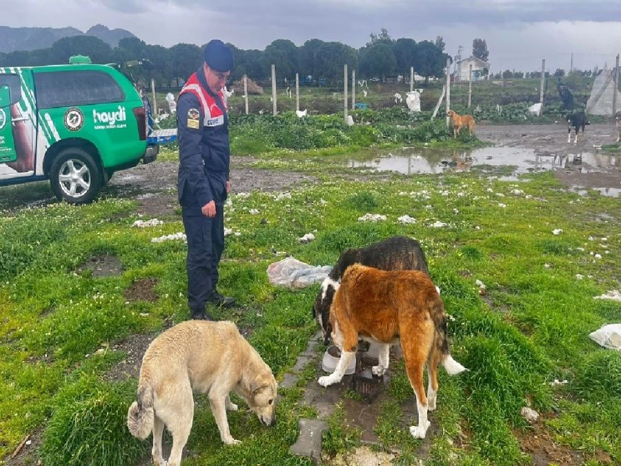 Jandarma yiyecek bulmakta zorlanan sokak hayvanlarına mama dağıttı 