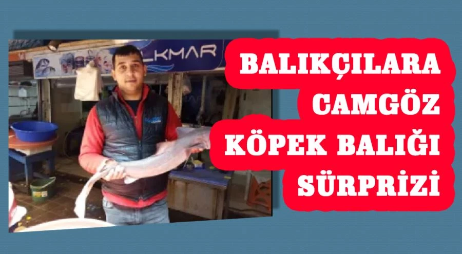Balıkçılara camgöz köpek balığı sürprizi 