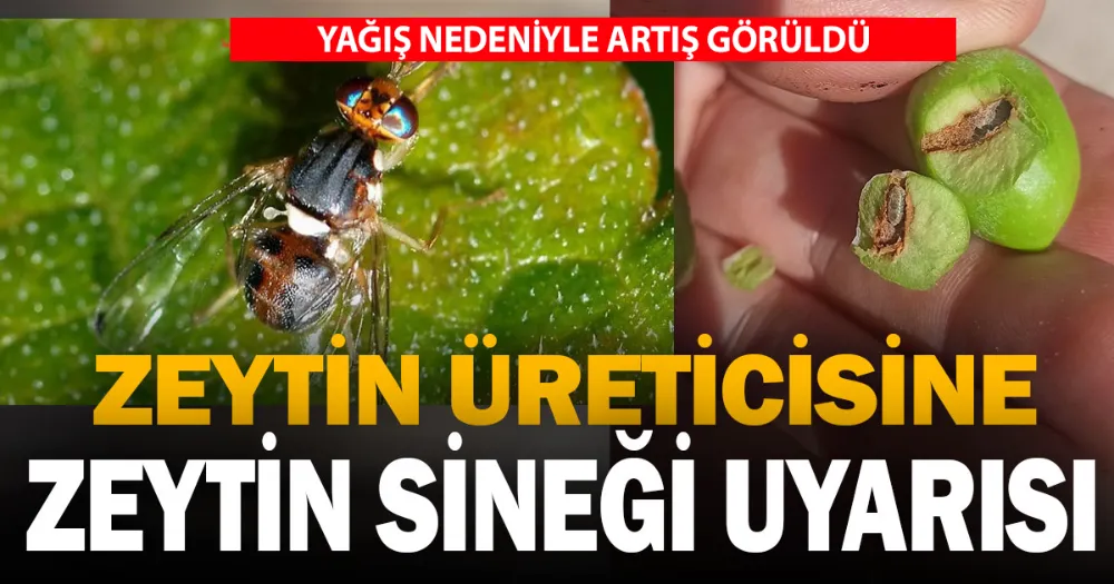 “Zeytin Sineği” mücadelesi sürüyor