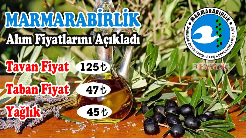 Marmarabirlik zeytin alım fiyatlarını açıkladı