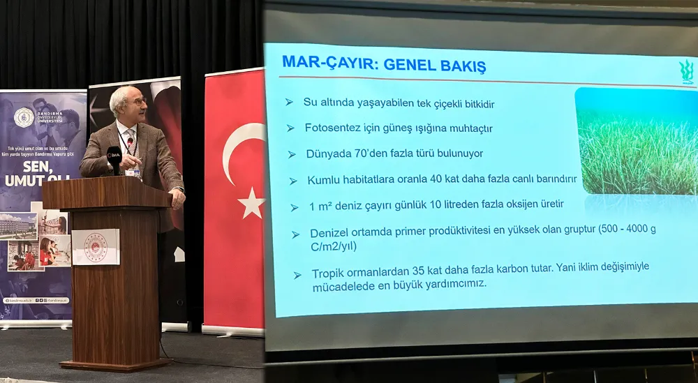 Denizde çiçek açan bitki: DENİZ ÇAYIRLARI