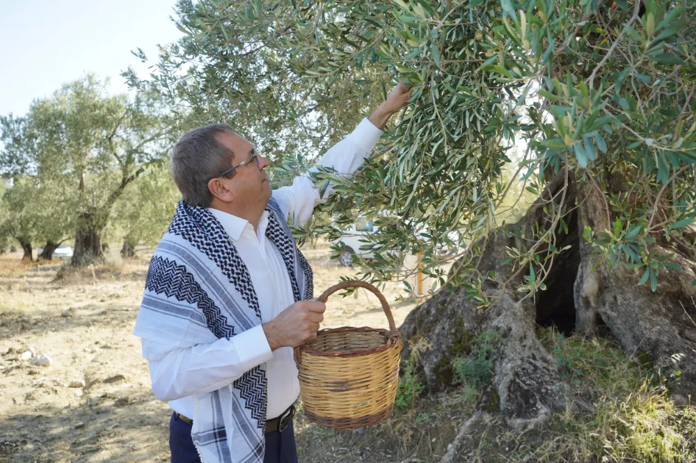 Mesut Ergin: “Dünya Zeytin Ağacı Günü Kutlu Olsun