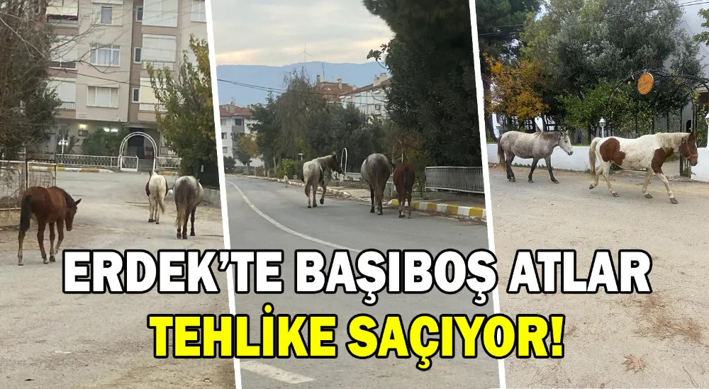 Başıboş atlar sürücüleri tedirgin ediyor