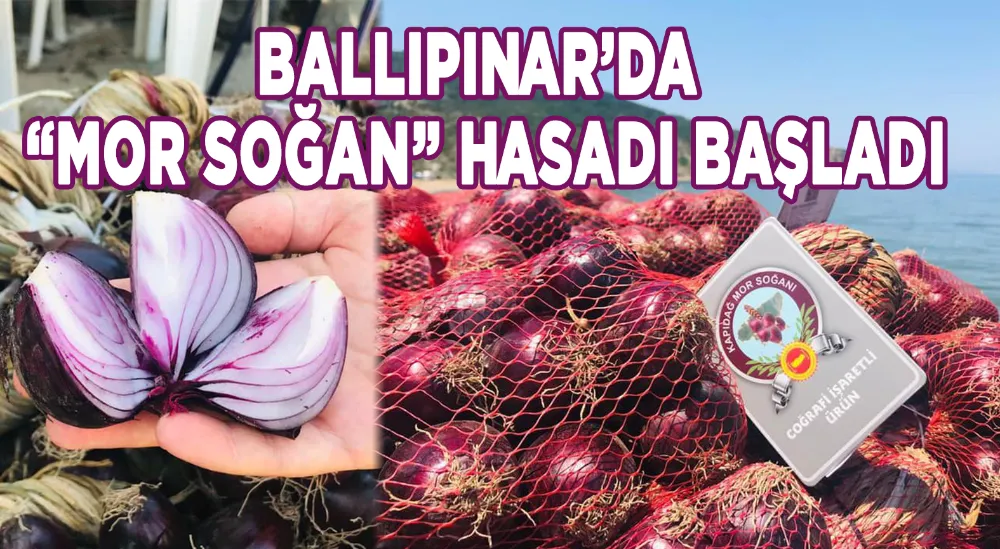 Erdek Ballıpınar’da “Mor Soğan” hasadı başladı