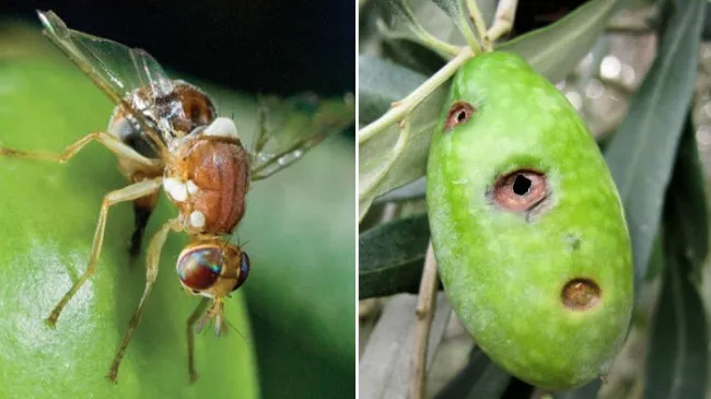 “Zeytin sineği” ile mücadele zamanı