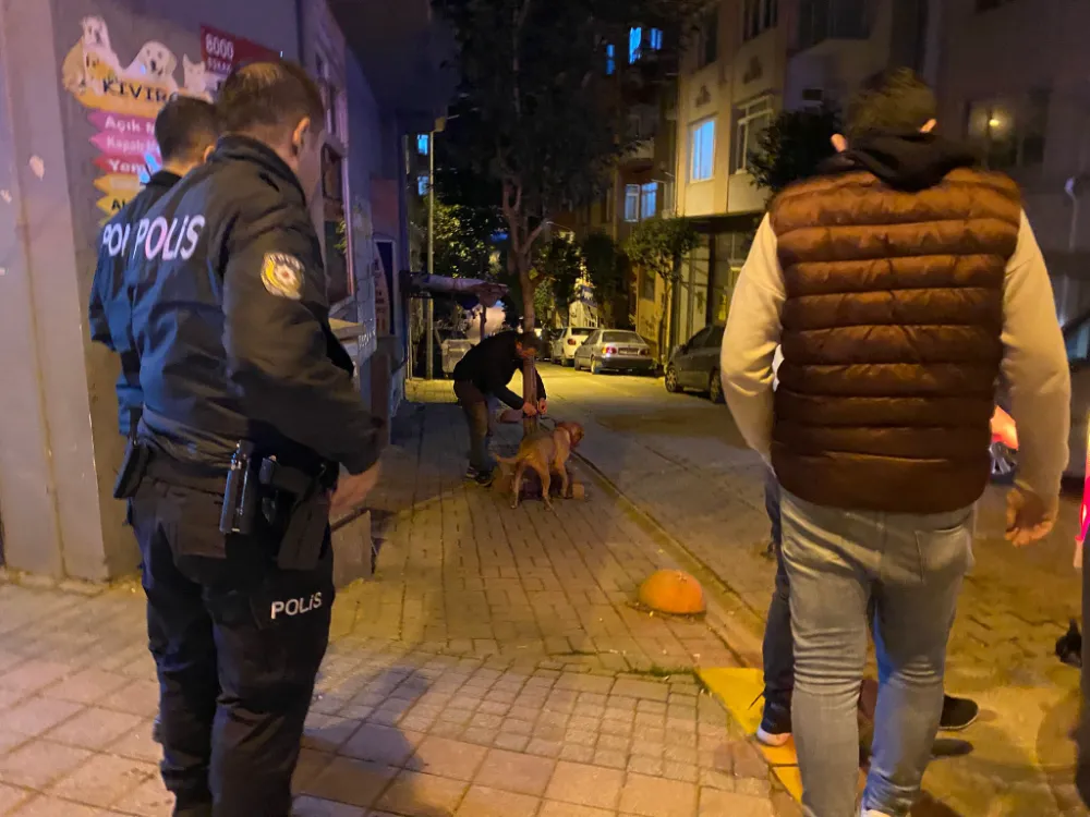 Bandırma’da sahibinin elinden kurtulmayı başaran pitbull, sokak köpeğini yaraladı 