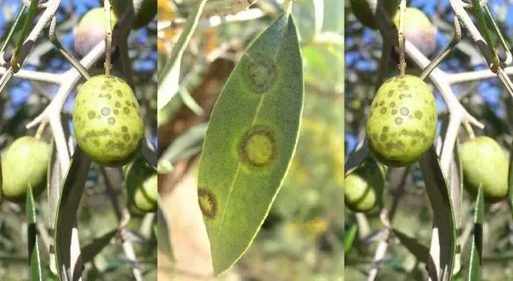 “Zeytin halkalı leke” ile mücadele zamanı!