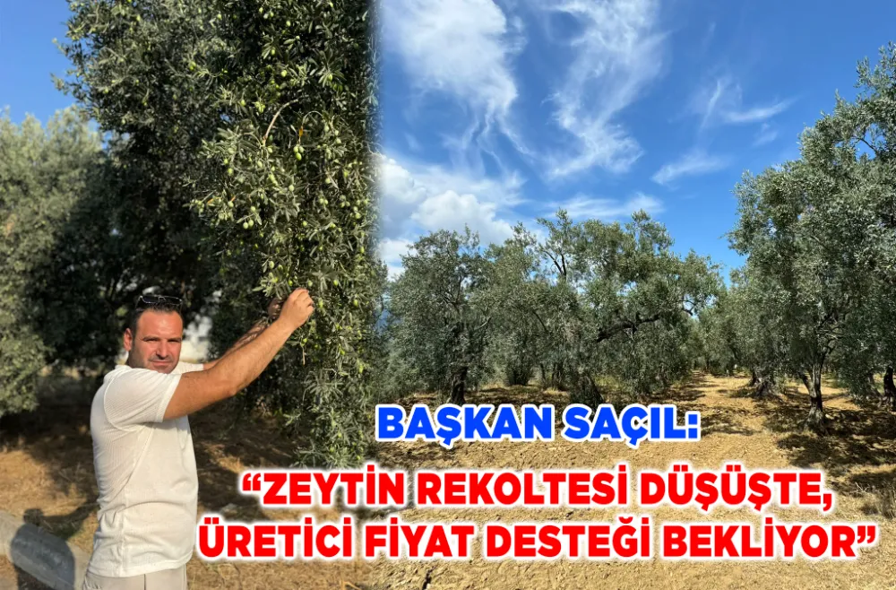Ziraat Odası Başkanı Saçıl’dan zeytinde fiyat çağrısı