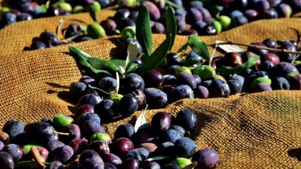 Zeytin üreticisi, 5 milyon 672 bin kilogram rekolte beyanında bulundu