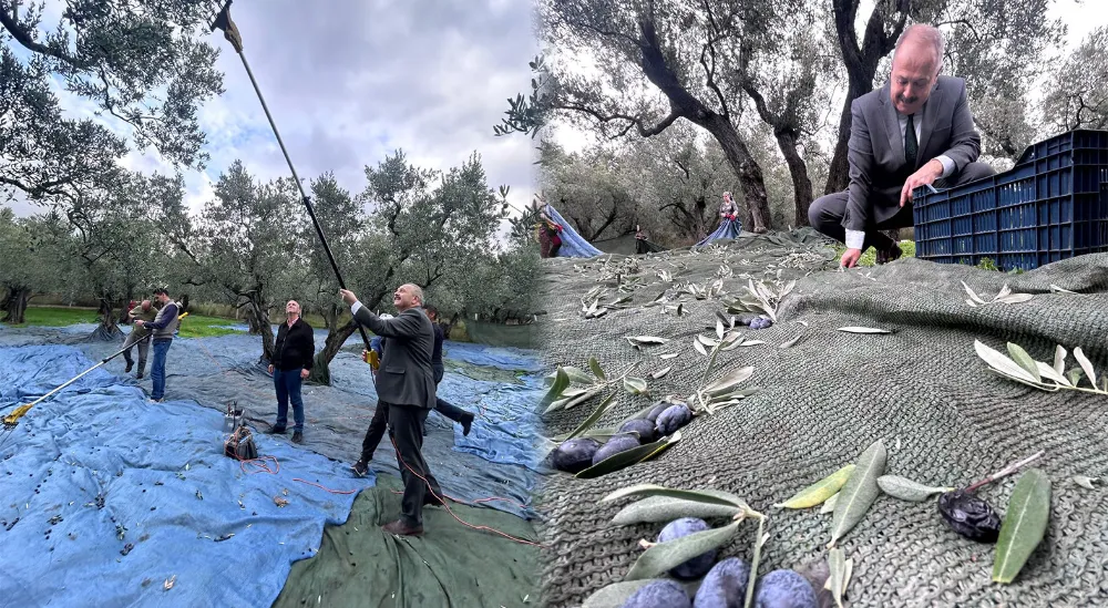 Kaymakam Göç, zeytin hasadına katıldı 