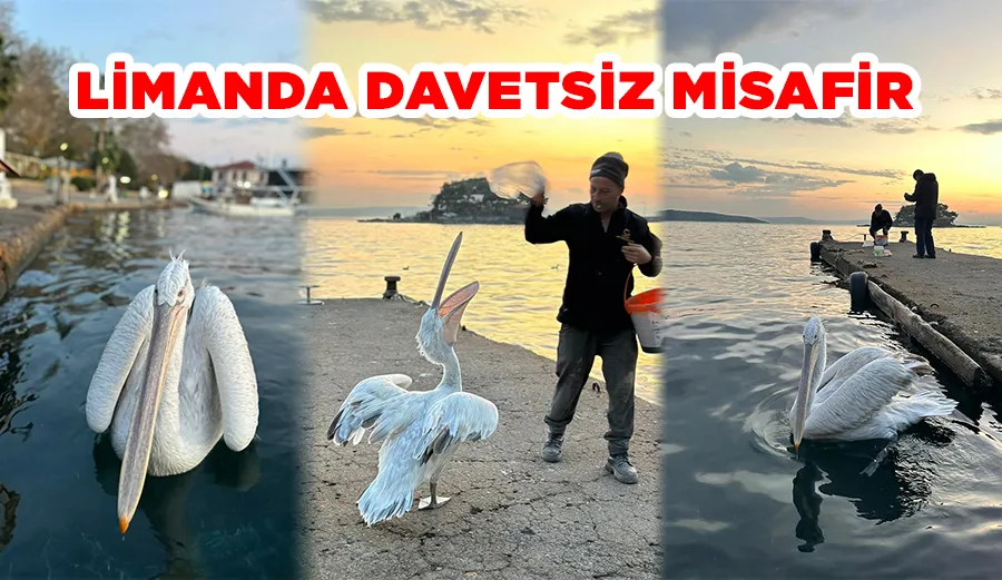 Erdek Limanı’nda sürpriz konuk: Pelikan vatandaşların arasında