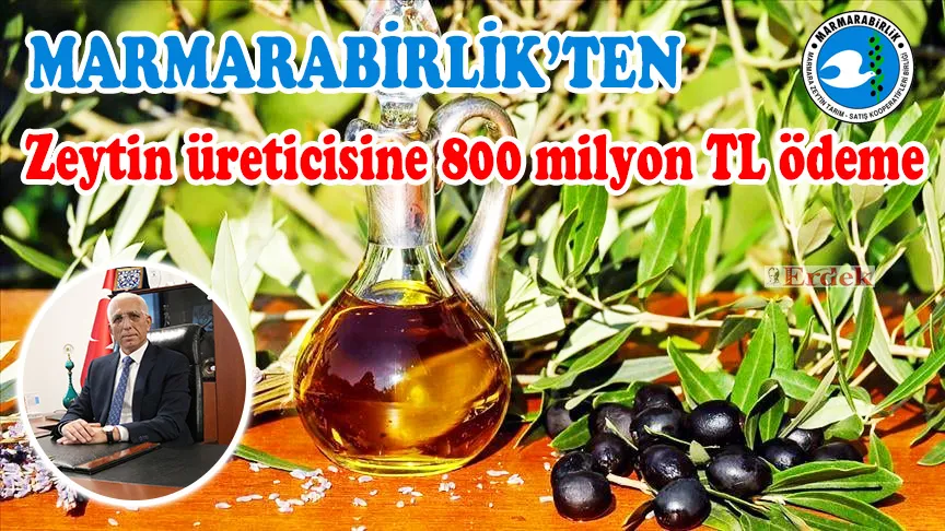 Zeytin üreticisine 800 milyon TL ödeme