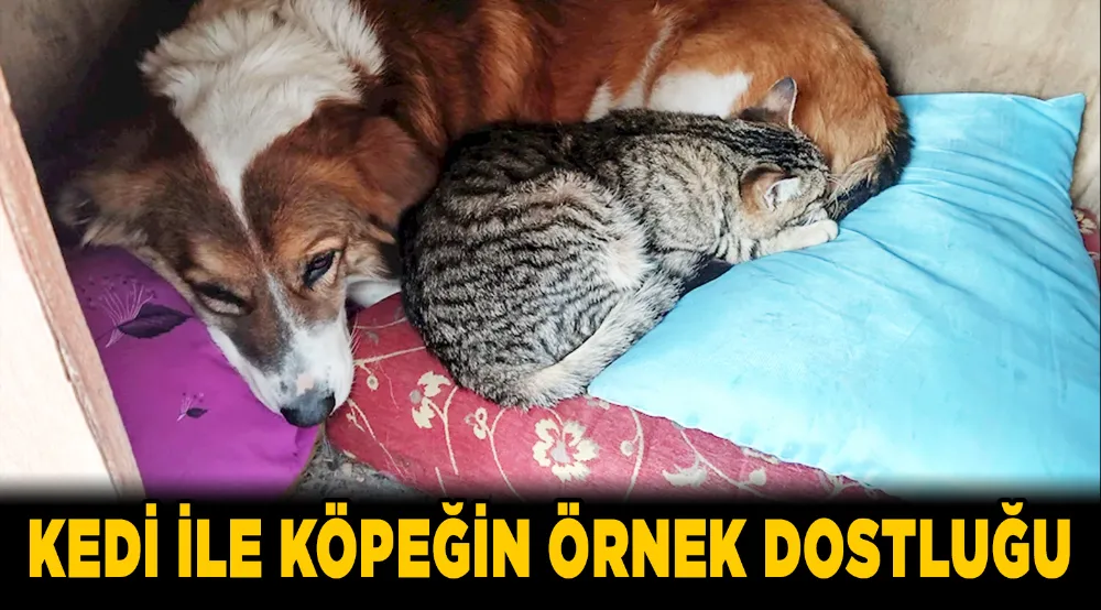 KEDİ İLE KÖPEK DOSTLUĞU ÖRNEK OLSUN