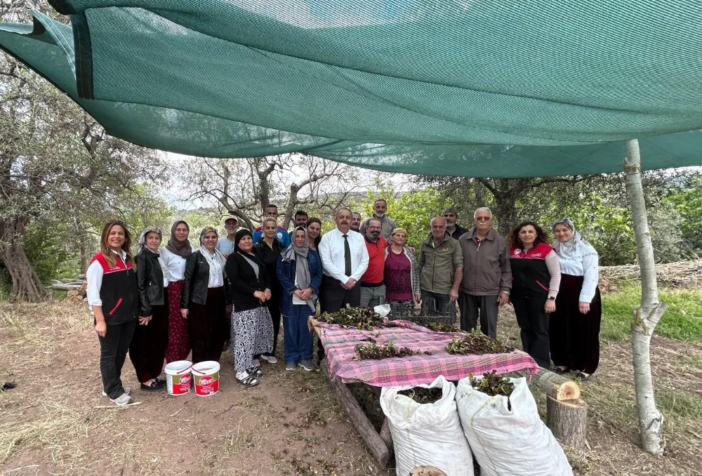 Çilek Fideleri Toprakla Buluştu 