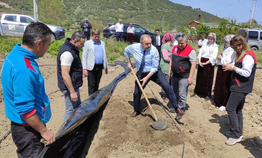 Ormanlı