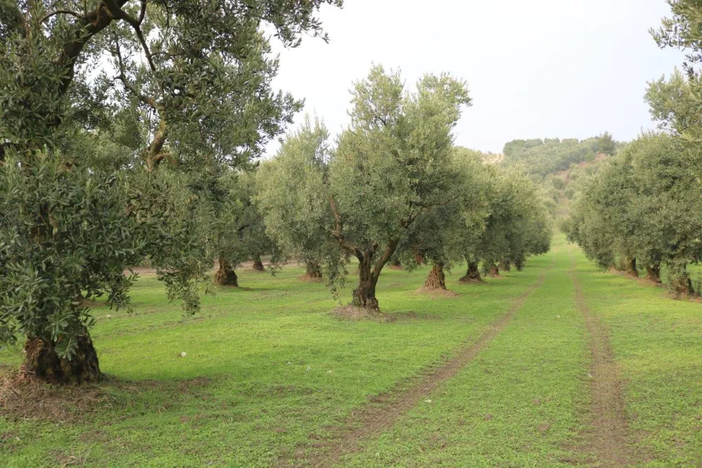 “Zeytin Güvesi” uyarısı