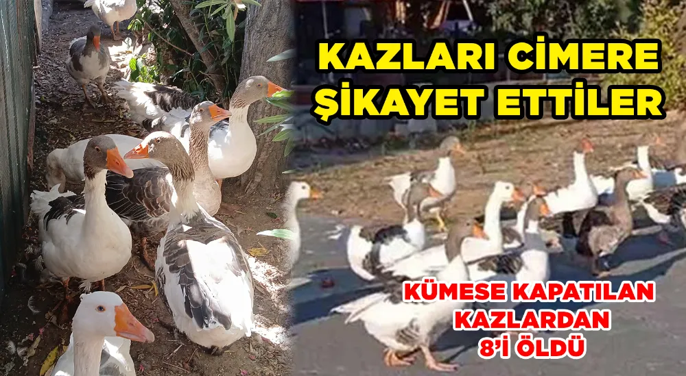 Denizde yüzdükleri için şikayet edilen kazlar kümese kapatıldı
