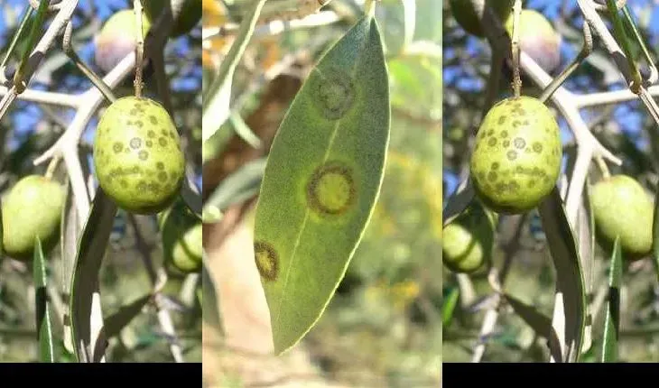 “Zeytin halkalı leke” ile mücadele zamanı!
